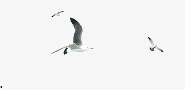 海燕的个人资料