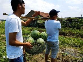 吃瓜论坛骄阳似火,吃瓜论坛热议夏季热点事件